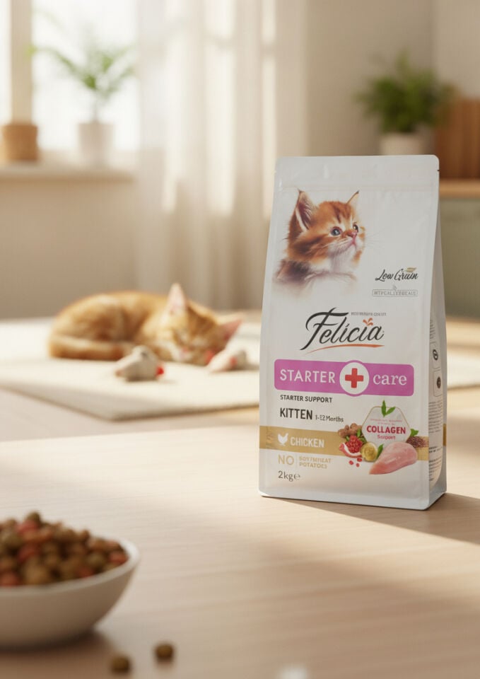 felicia kitten yavru kedi maması